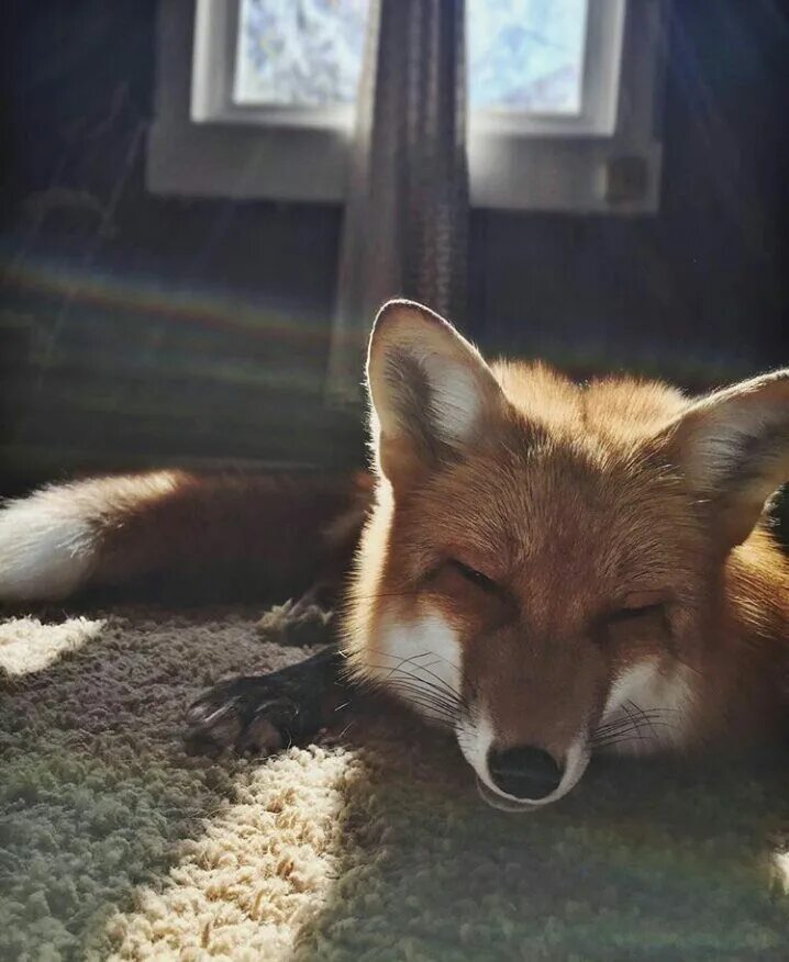 Лиса эстетика. Лисица. Эстетика леса. Лиса эстетика. Фотограф конста пункка.