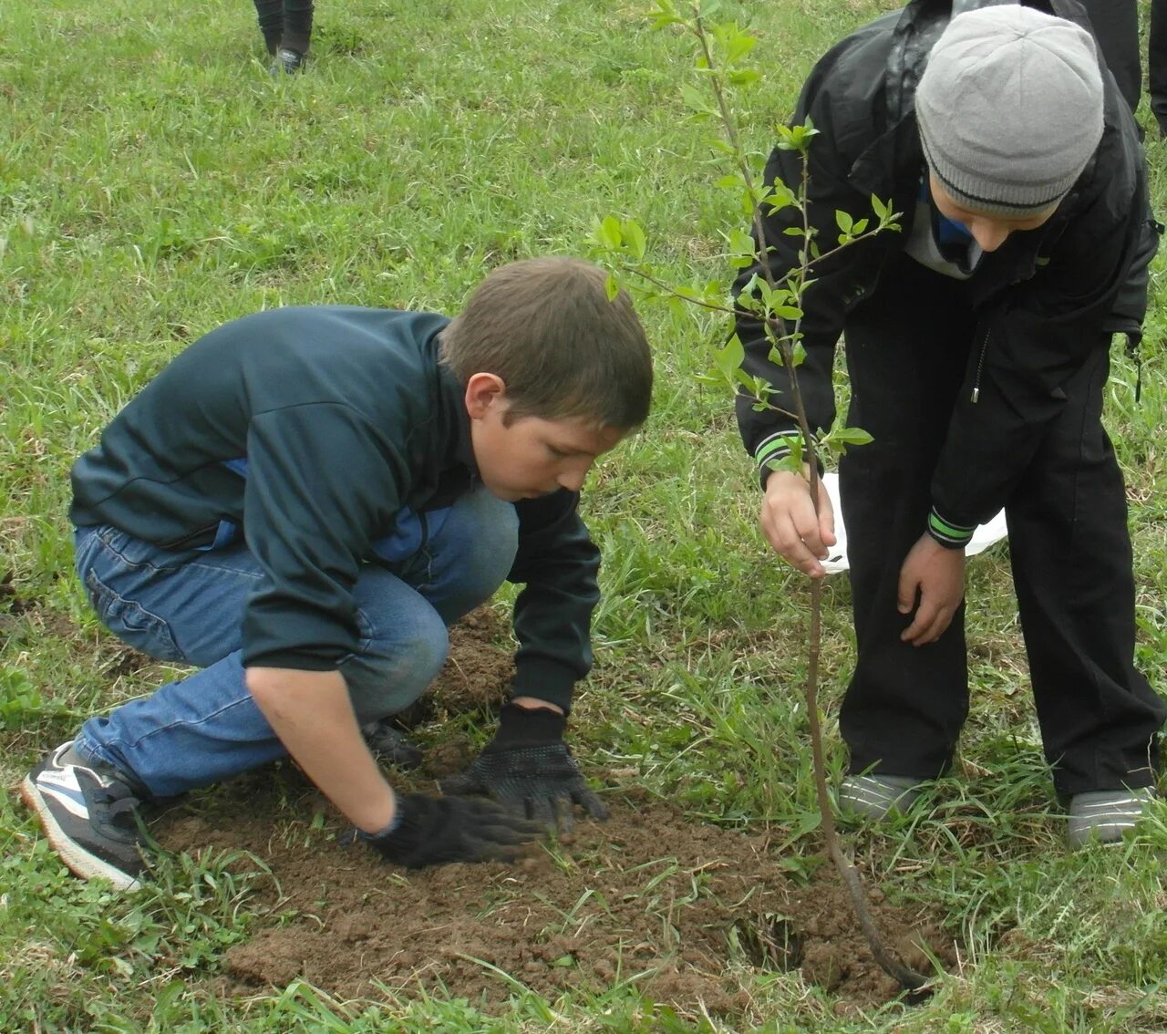 Ну посадите. Высадка деревьев. Сажать деревья. Школьники сажают деревья. Высадка деревьев детьми.