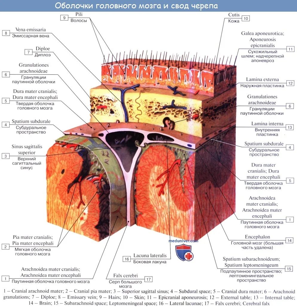Внутренняя оболочка мозга. Паутинная оболочка головного мозга. Топографическая анатомия оболочек головного мозга твердая. Оболочки головного мозга: цистерны подпаутинного пространства. Грануляции паутинной оболочки головного мозга.