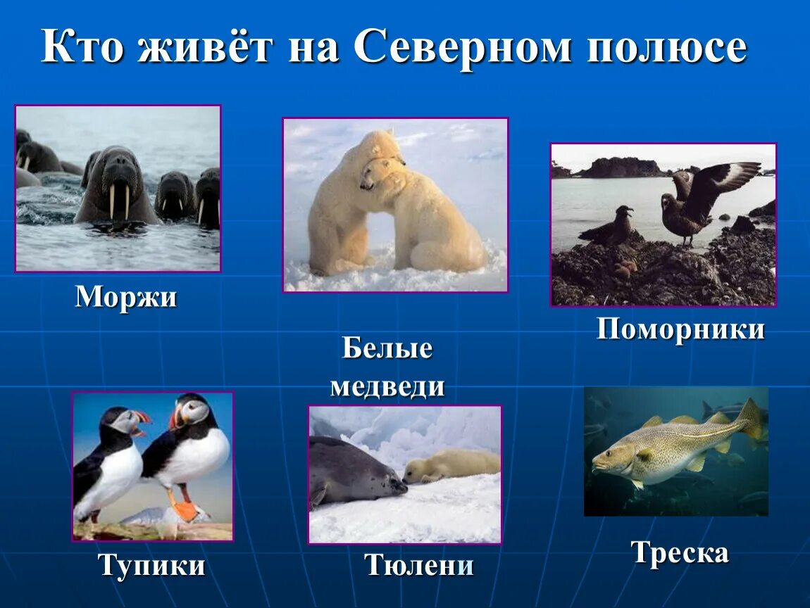 Обитатели полюсов. Животный мир Арктики. Обитатели Северного полюса. Животный мир Арктики и Антарктиды. Кто живёт на Северном полюсее.