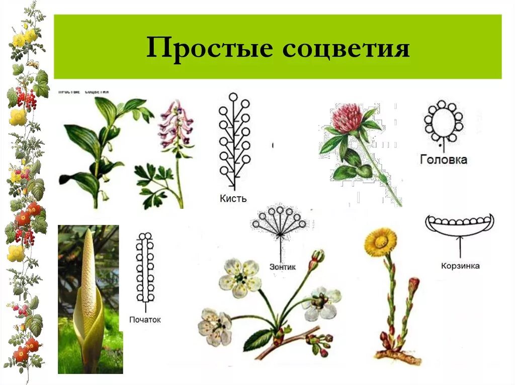 Растение с соцветием полузонтик. Соцветия 5 класс биология. Простые соцветия. Простые и сложные соцветия. Какое из перечисленных соцветий относят к сложным