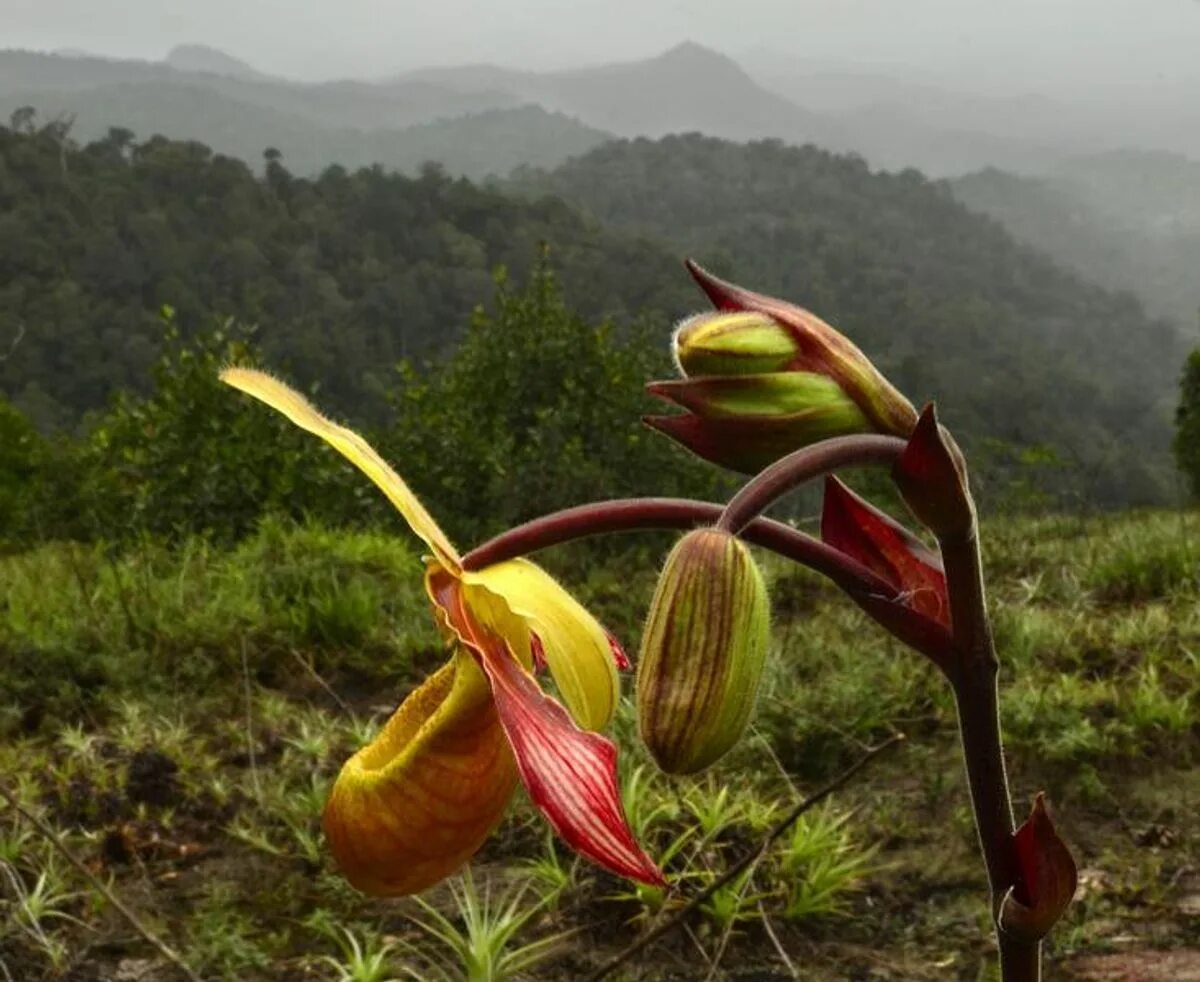 Сельва Южной Америки орхидеи. Орхидея золото Кинабалу. Орхидея эндемик Южной Америки. Phragmipedium lindleyanum. Золото кинабалу