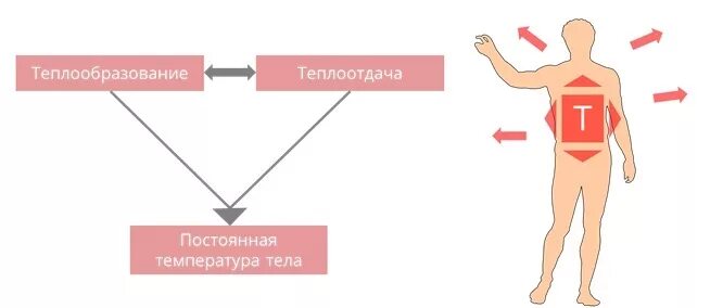 Температура после тренировки. Температура после тренировки