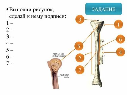 Состав костей биология 8