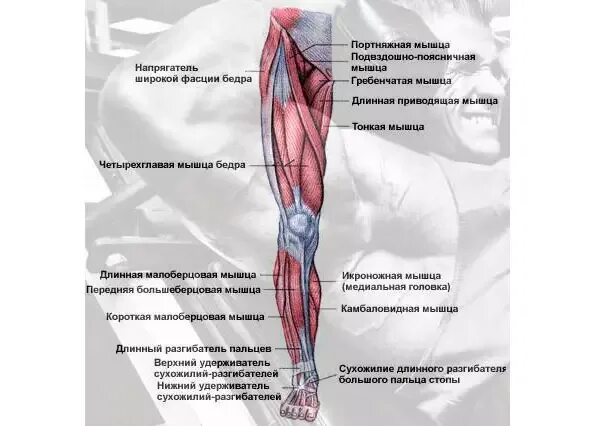 Мышцы ног спереди схема. Мышцы ног спереди как называются. Мышцы ног вид сбоку. Болят мышцы ног.