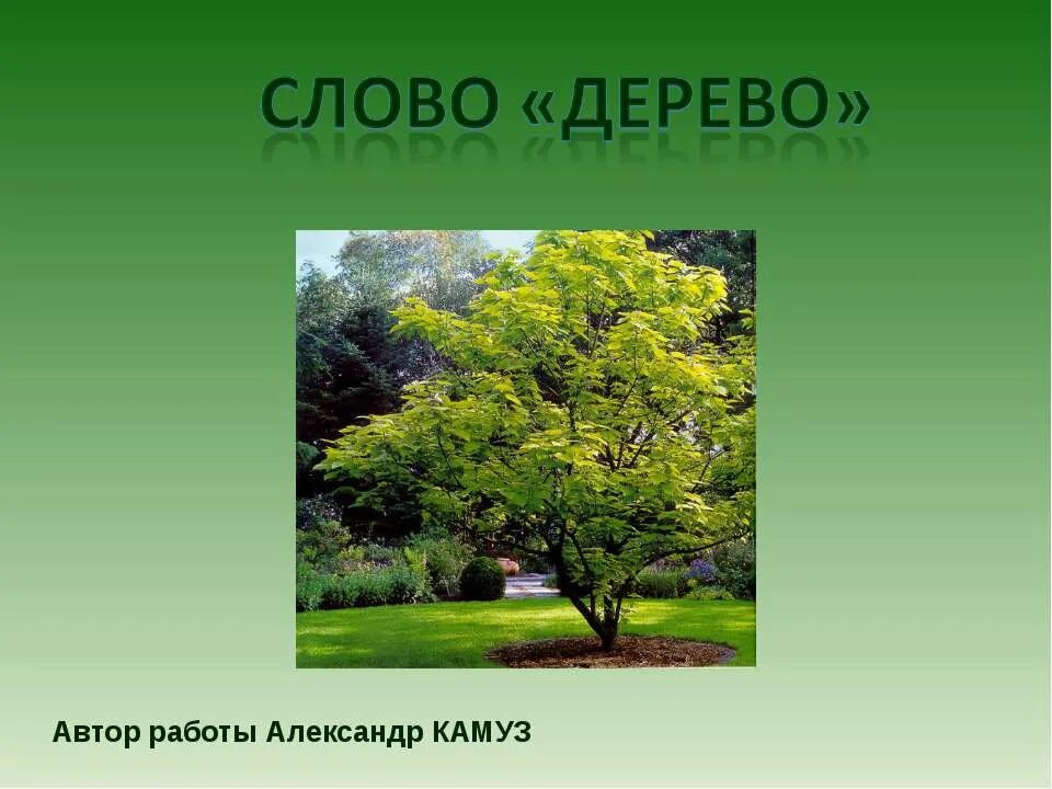 Как появились деревья. Дерево слов. Этимология слова дерево. Деревья в лесу текст. Как появилось слово дерево.