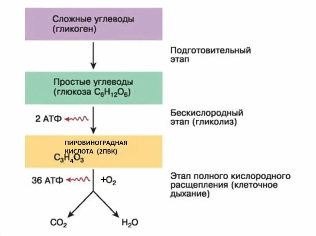 Дыхание сколько атф образуется. Энергетический обмен веществ схема. Схема кислородного этапа клеточного дыхания. Кислородный этап энергетического обмена схема.