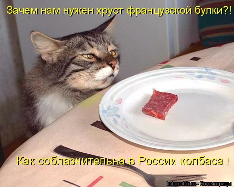 Кот ест говорящей. Кот кушает. Кот ест говорящей. Кот кушает. Кошка кушает.