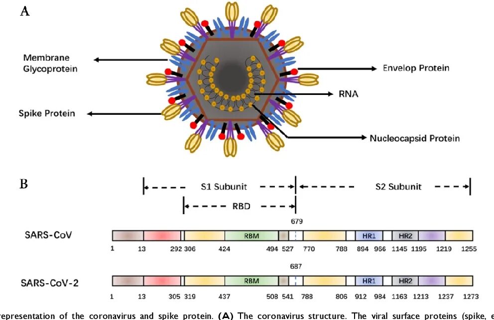 Строение коронавируса SARS-cov-2. Коронавирус SARS-cov-2 (2019-NCOV).. Антигенная структура SARS-cov-2. Структура генома коронавируса. Коронавирус означает