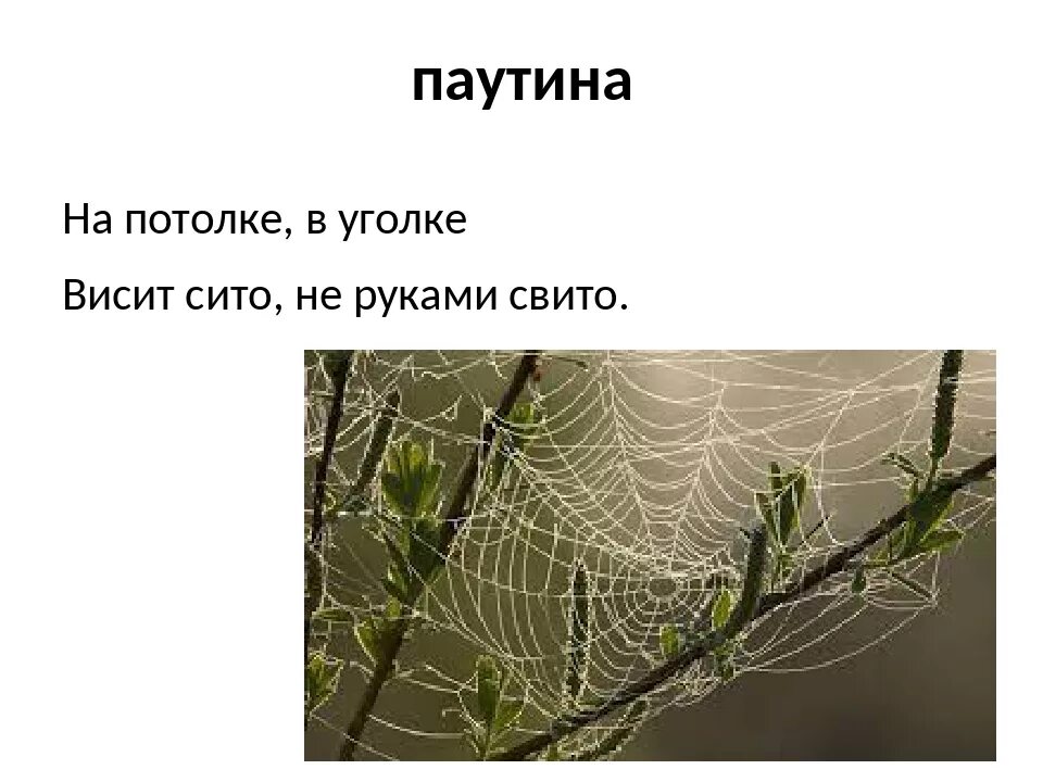 Какое значение паутины. Какое значение паутины