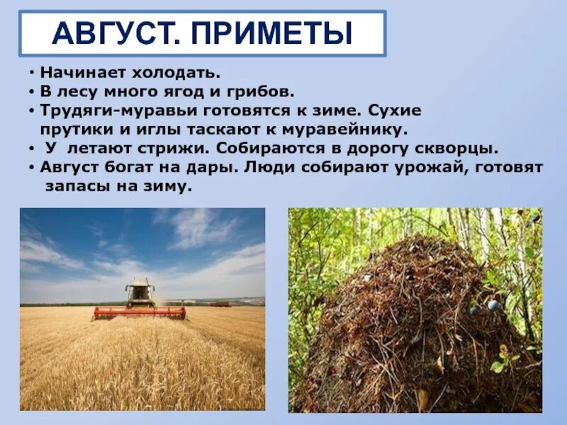 День арбуза. Стихи про лето для детей. Репейник растение описание. 3 августа описание. Рынок сбыта транспортной компании.