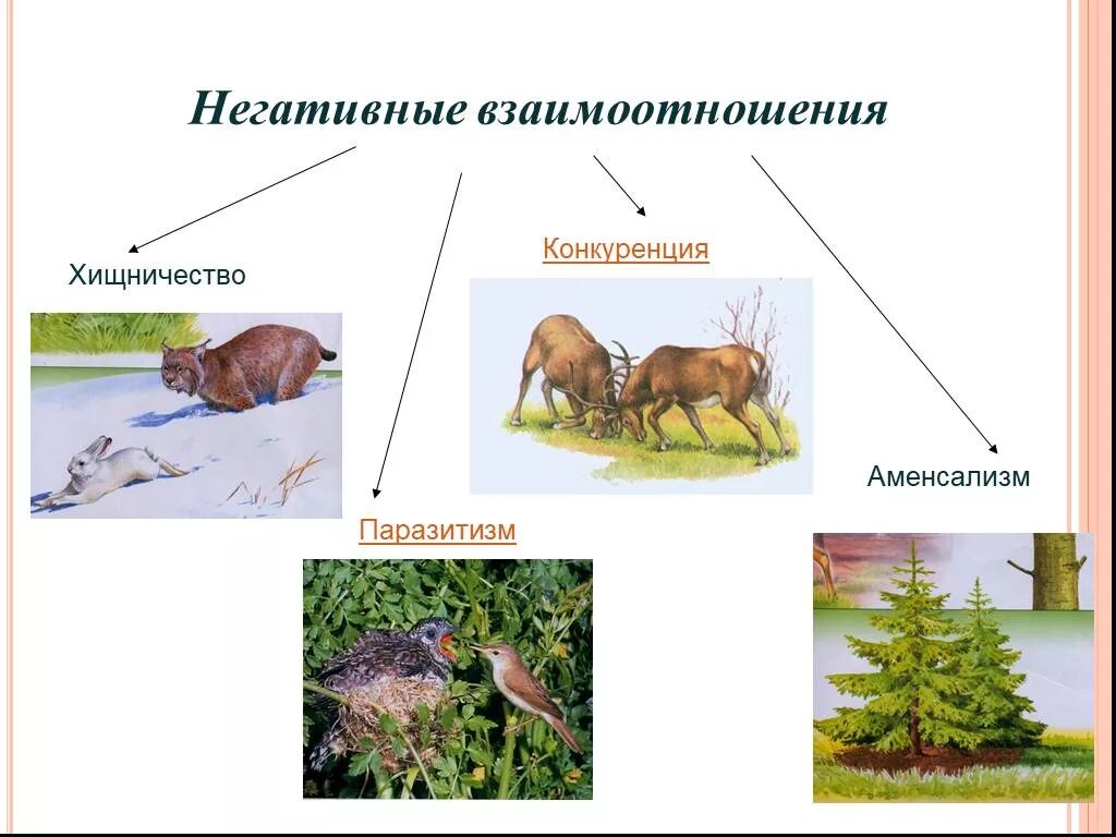 Аменсализм Тип взаимоотношений. Отрицательные взаимоотношения. Конкуренция в биологии. Биотические взаимоотношения организмов конкуренция.