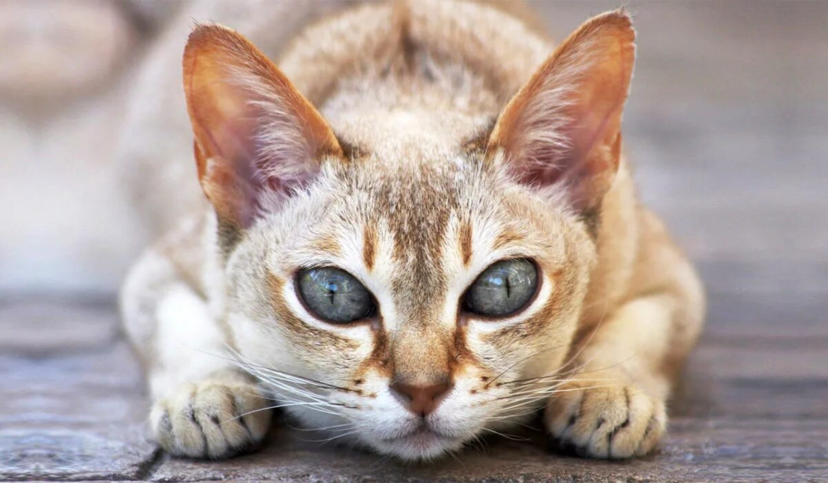 Сингапурская кошка. Сингапурская кошка (Сингапура). Сингапурская кошка породы кошек. Сингапурская кошка котята. Кошка самой редкой породы