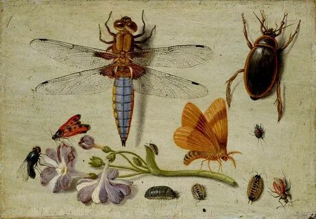 Other insects