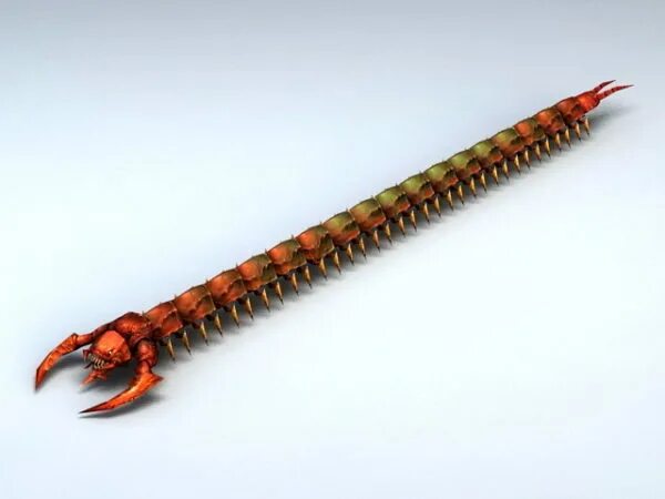 Ядовитая сороконожка сколопендра. Scolopendra subspinipes green. Сороконожки 3д. Африканская сколопендра. Подстолье складное bora centipede 610*1220мм (2' х 4') ck6s.