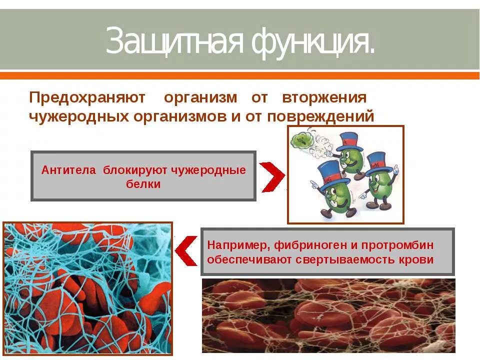 Какую функцию выполняет защитная. Защитная функция белков. защитные функции организма. защитную функцию выполняют. какие белки выполняют защитную функцию.