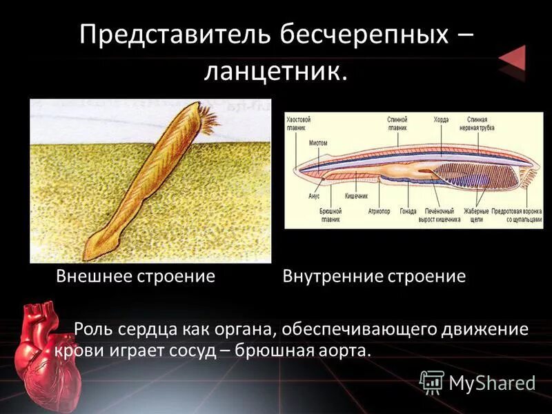 у бесчерепных сердце состоит из камер. бесчерепные ланцетник общая характеристика 7 класс. у бесчерепных сердце состоит из камер. у бесчерепных сердце состоит из камер. строение дыхательной системы ланцетника.