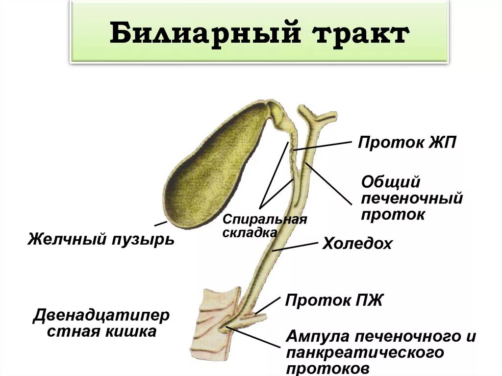 Для желчного пузыря характерно