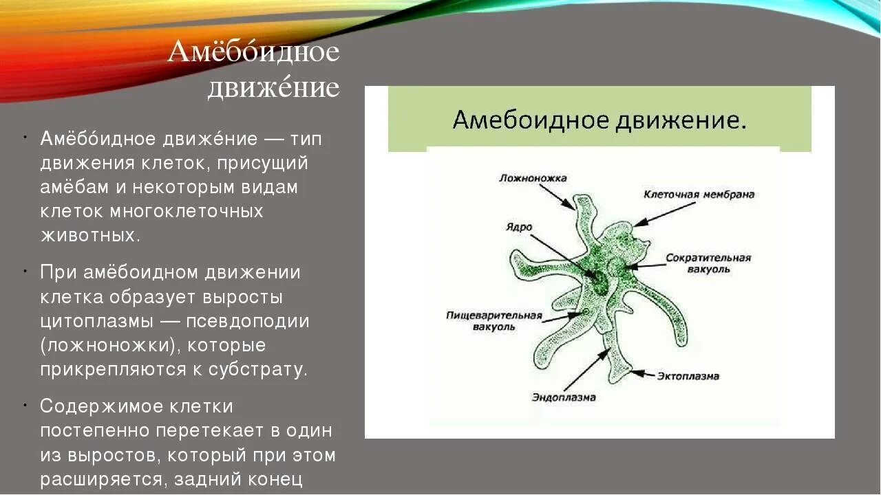 Органы движения. Амебоидное движение строение. Тип движения амебы. Передвижение амебы обыкновенной. Амебоидный Тип передвижения животных.