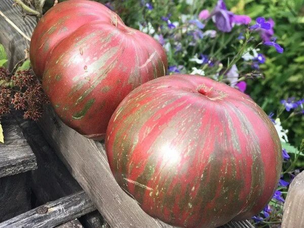 томат тай беркли грин. томат беркель. томат беркли. томат беркли. томат беркли тай дай хаат.