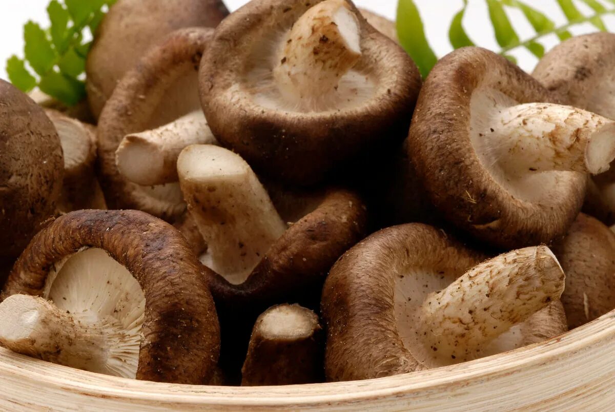 Шиитаки свежие. Шиитаке Shiitake (Lentinula edodes). Грибы японские шитаки. Китайские грибы шитаки. Шиитаке грибы Императорский шампиньон.