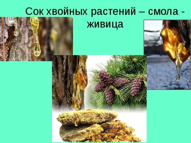 Янтарь окаменевшая смола. Сок с липой. Черешня ствол дерева. Липкий сок. Смола сосны живица.