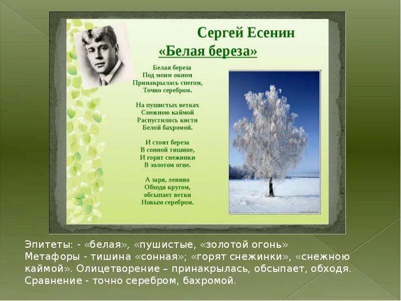 Хилые березки средство выразительности. Berioza Essenine. Береза Есенин олицетворение.