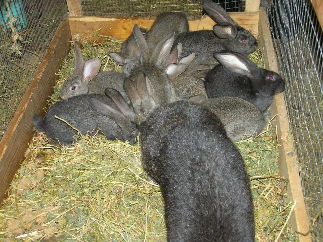 Сколько месяцев крольчихи. Кролик Фландр. Кролик Ризен с крольчатами. Самка Ризен кролик. Ризен Фландр клетки.