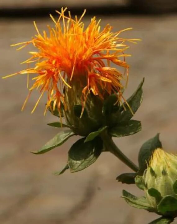 Сафлор красильный (carthamus tinctorius) (orange). Сафлор красильный. Картамус занзибар. Сафлор полевой. Картамус цветок.