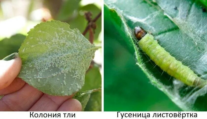 Вредители персика. Абрикос клястероспориоз дырчатая пятнистость. Дырчатая пятнистость клястероспориоз сливы. Клястероспориоз персика. Вредители абрикоса.