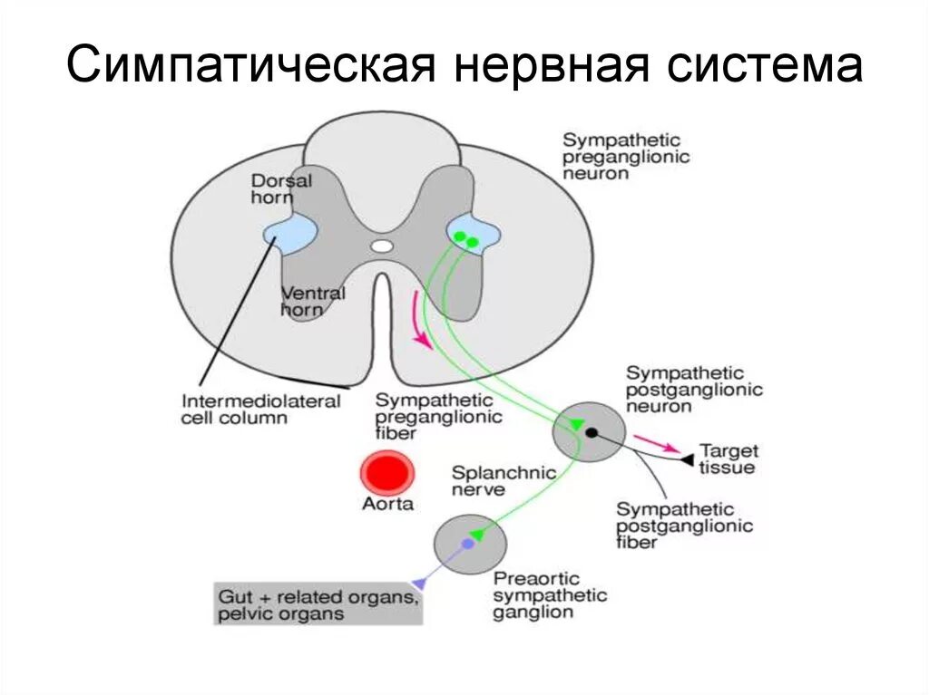 Работа симпатического нерва. Симпатическая нервная система. Симпатическая нервная система нервной системы это. Симпатическая и парасимпатическая система спинной мозг. Ядра центрального отдела симпатической нервной системы.