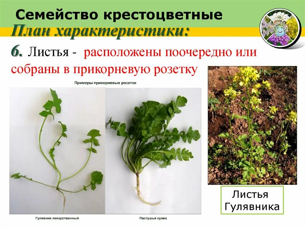 Класс крестоцветных 6 класс. Семейство крестоцветные листья. царство крестоцветных. листья расположены поочередно. семейство крестоцветные систематика.