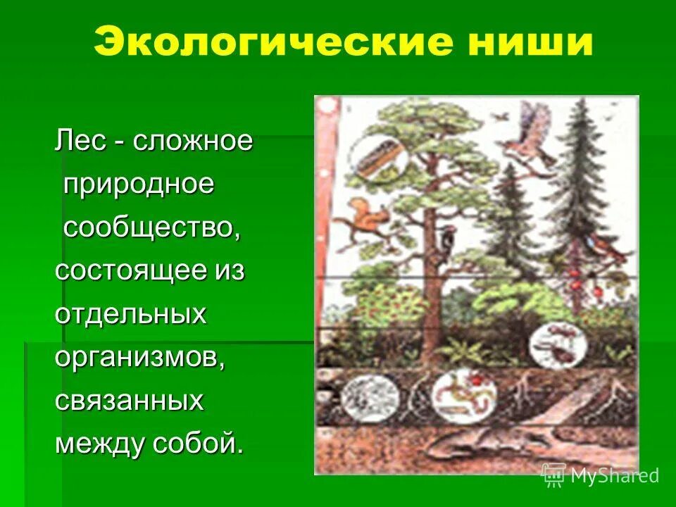 Лес является природным сообществом. Природные сообщества. Экологические ниши. Природное сообщество леса. Экологические ниши леса.