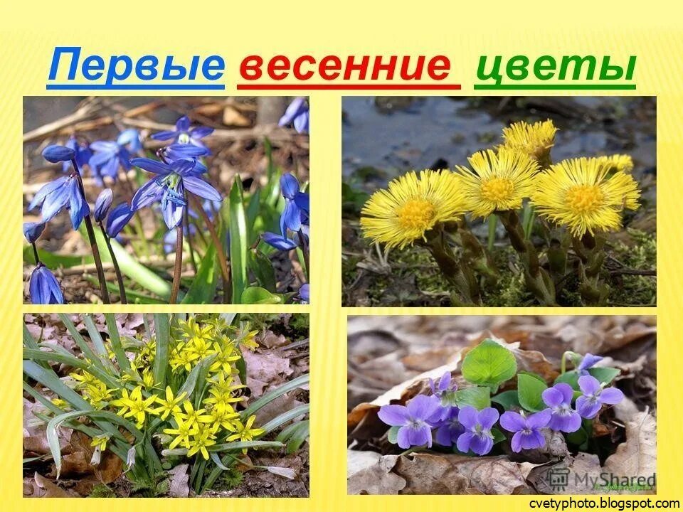 Беседа первые цветы. Крокус ветреница, подснежник,медуница. Весенний первоцвет - подснежник. Беседа первые цветы. Первоцветы подснежники мать и мачеха.