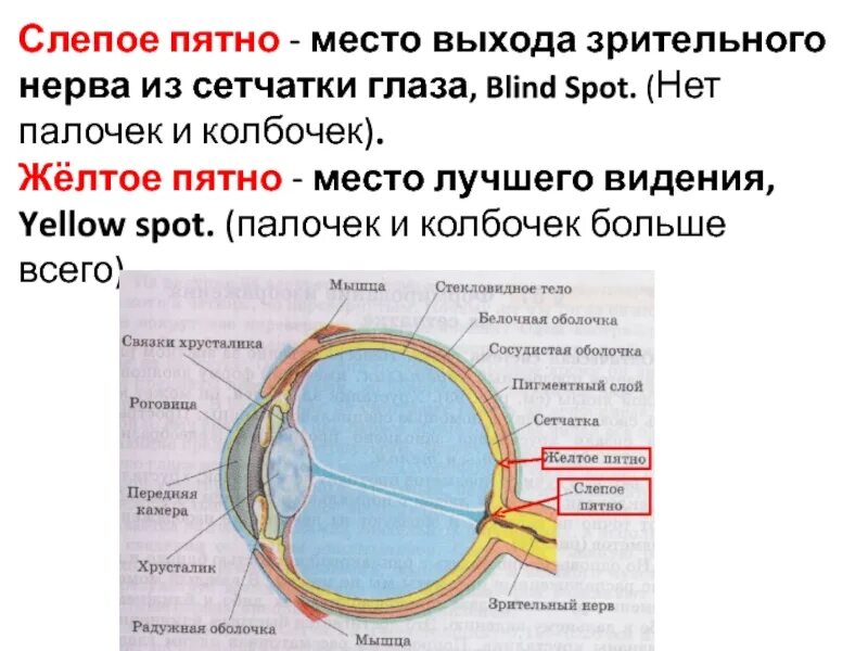 Практическая работа слепое пятно. Строение глазного яблока слепое пятно. Строение глаза желтое пятно слепое пятно. Структура глаза слепое пятно. Слепое пятно на схеме строения глаза.