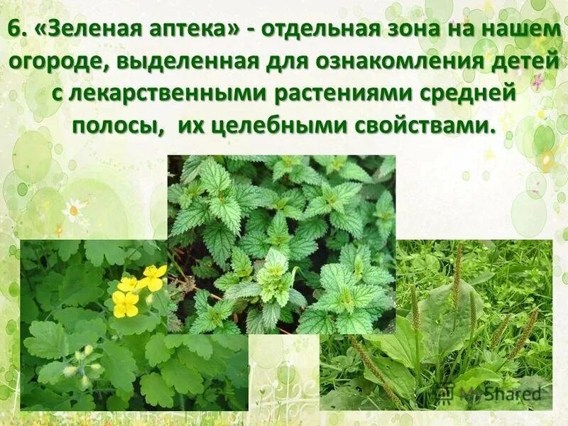Лекарственные растения для дошкольников. Зеленая аптека презентация. Лекарственные растения для дошкольников. Зеленая аптека для дошкольников. Лекарственные растения в доу.