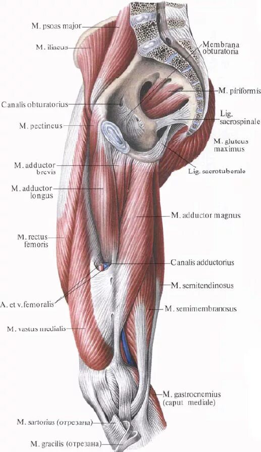Гунтеров канал. Мышцы тазобедренного сустава анатомия. Мышцы бедра анатомия Синельников. Мышцы таза Синельников анатомия. Строение мышц и суставов бедра.