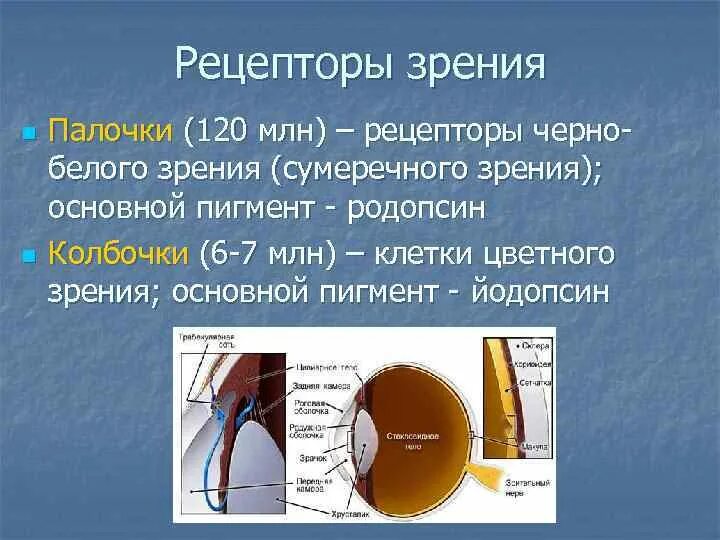 Пигмент йодопсин. Зрительные рецепторы. Рецепторы глаза. Зрительные рецепторы глаза. Строение глаза рецепторы.