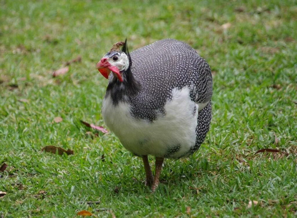 Цесарки цесарята. Цесарка волжская голубая. Какие цесарки. Цесарка птица. Цесарка бройлерная.