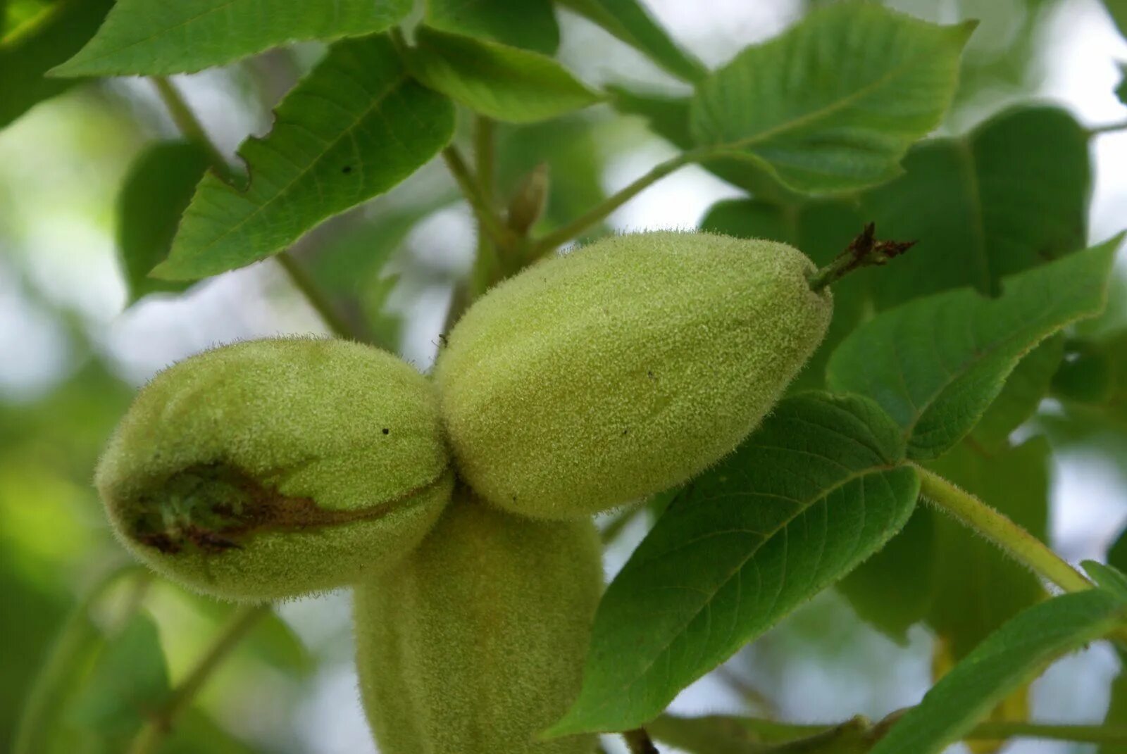 орех серый juglans cinerea. орех серый (juglans cinerea l. ). орех серый juglans cinerea в питомнике. сер орех.