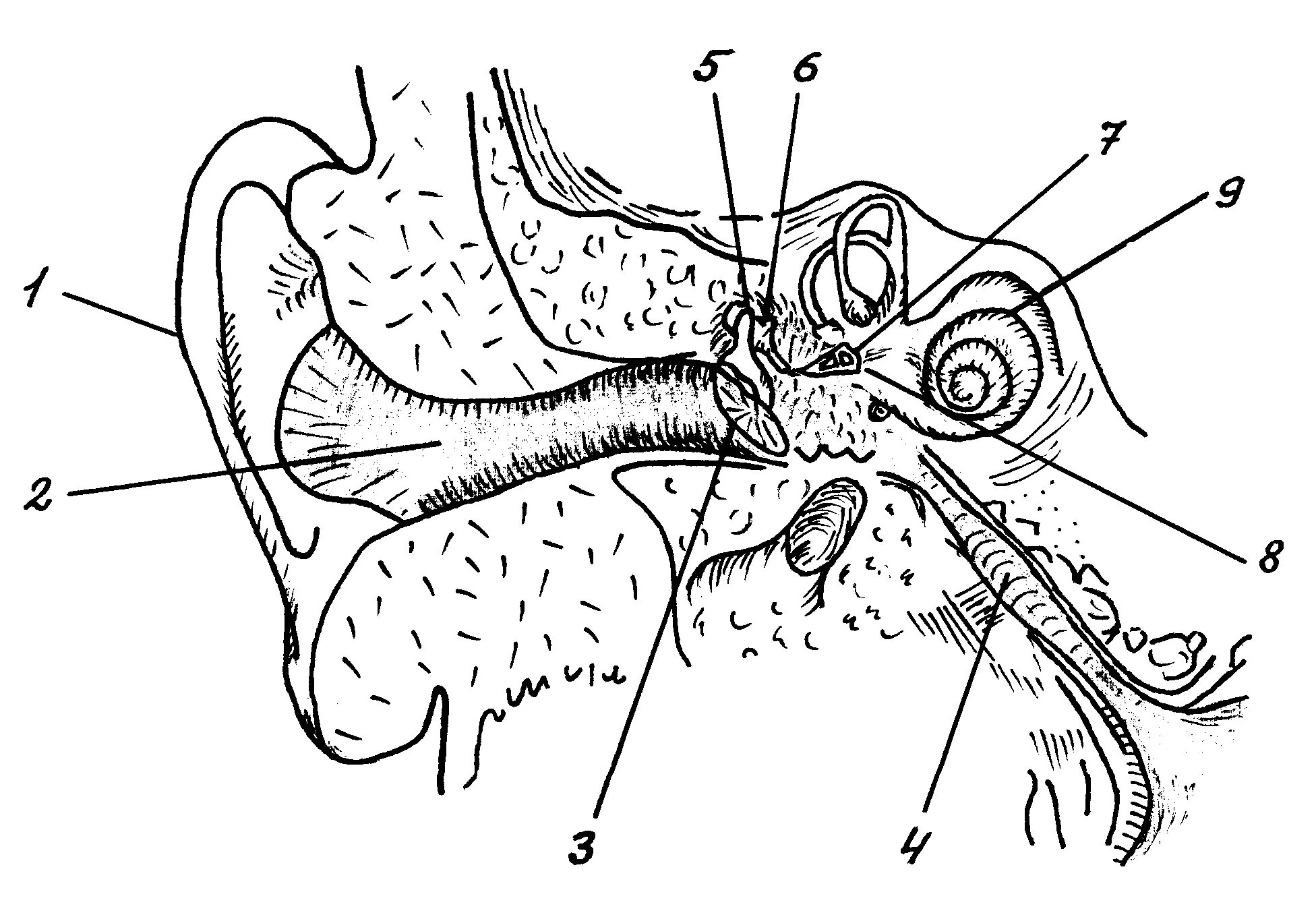 Схема органа слуха. Слуховой анализатор система строения. Строение слухового анализатора. Слуховой анализатор строение уха. Схема строения органа слуха.