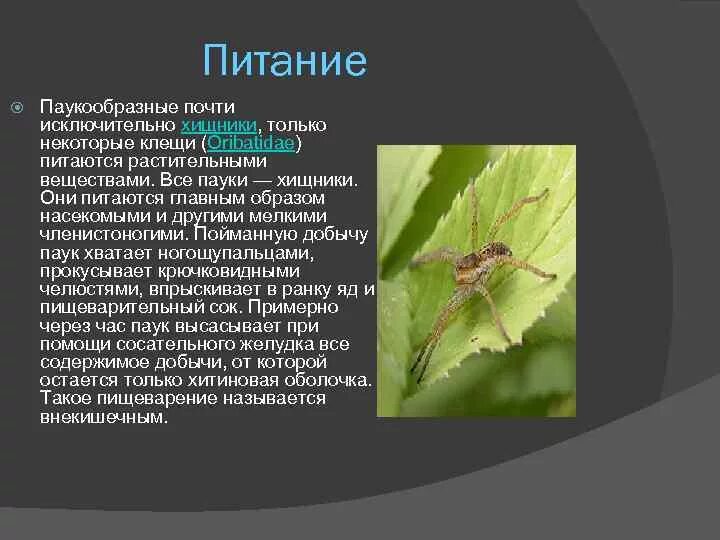Тест паукообразные 7