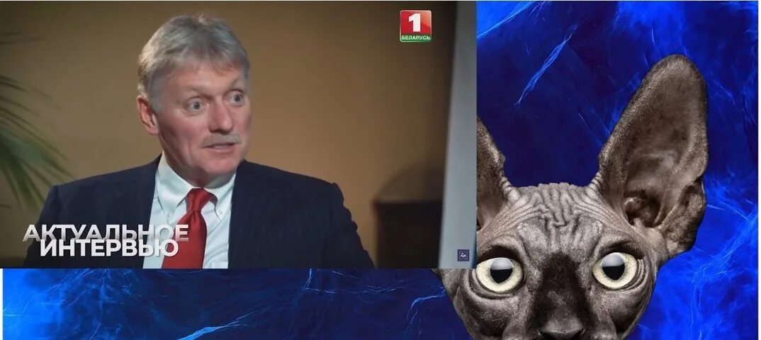 Кот костян последнее. Кот костян кот костян. Кот костян дзен. Кот костян. Кот костян.