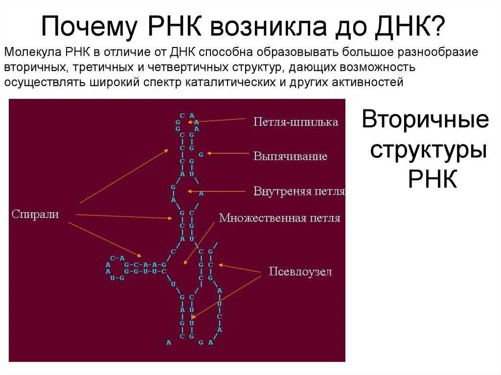 Структура молекулы РНК. РНК структура молекулы РНК. Структура ДНК И РНК. РНК одноцепочечная молекула. Биологические свойства рнк