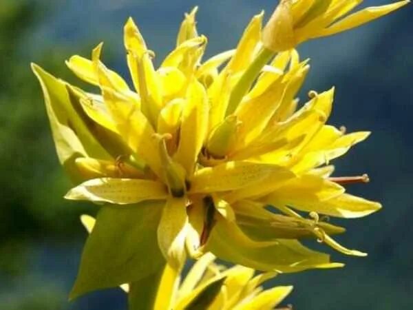 Gentiana luteaFLS - YouTube