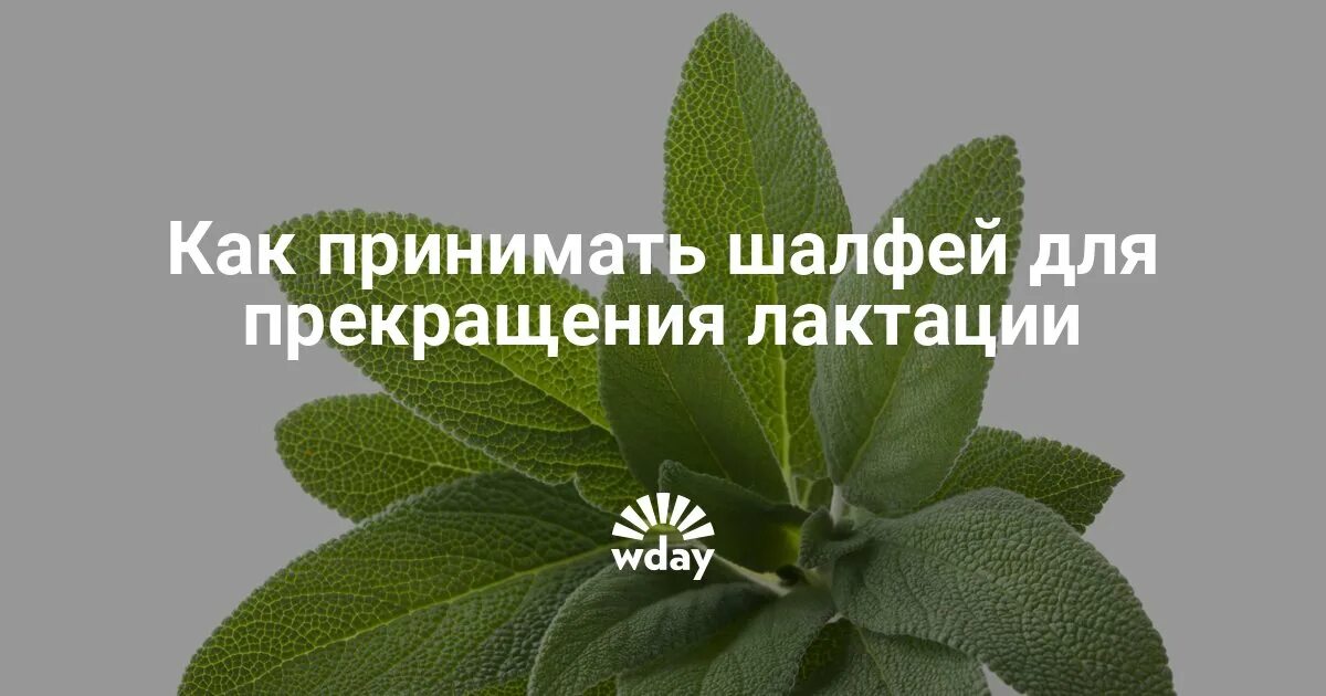 Шалфея листья настой. Шалфей для полосканий. Шалфей для прекращения. Шалфей для прекращения лактации. Шалфей для прекращения.