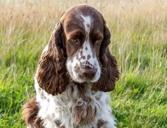 English Cocker Spaniel Dog Breed Information & Characteristics