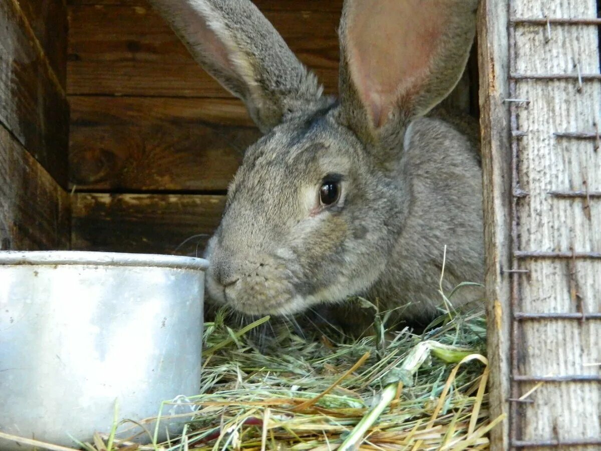 Субсидии на личное подсобное хозяйство. Кролики ЛПХ. Кролики в деревне фото. ЛПХ кроликов красивые фото.