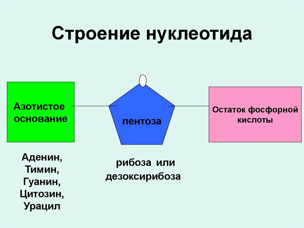 Назовите часть нуклеотида