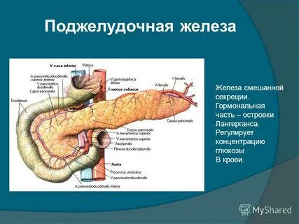 Экранирована поджелудочная железа что это